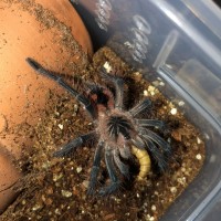 0.0.1 Pamphobeteus sp. ‘machala’