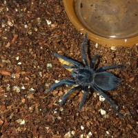 0.0.1 Phormictopus sp. ‘South Hispaniola’