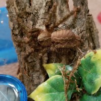 Poecilotheria ornata