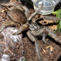 Dat Horn (♀ Ceratogyrus marshalli)