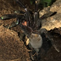 Please help sex my p.irminia!