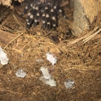 Acanthoscurria Geniculata