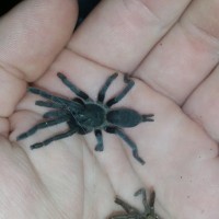 C.Tropix with molt