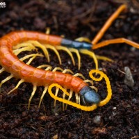 Scolopendra heros arizonensis