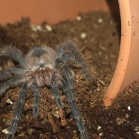 Pamphobeteus sp. mascara