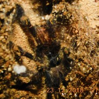 P.ornata