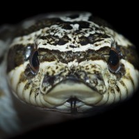 Heterodon nasicus - Western Hognose Snake - Adult Male