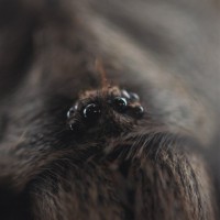 Poecilotheria miranda