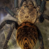 GBB - Orange booty