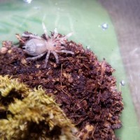 Sold as Acanthoscurria geniculata