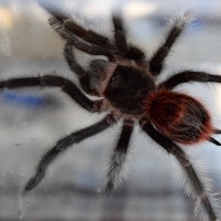 Grammostola iheringi or G. actaeon?