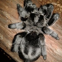 G.Pulchra spam