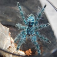 Versicolor sling