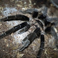 Brachypelma albopilosum Mature Male