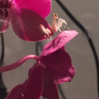 Orchid Mantis