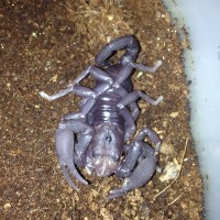 Asian Forest Scorpion Freshly molted