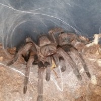 3" Phlogius Goliath 1.0 eating