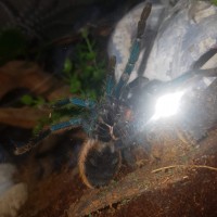 Gbb sexing