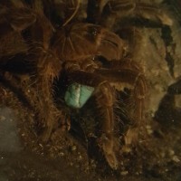 Theraphosa Stirmi Eating a hornworm