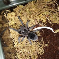 G. pulchra juvie 0.0.1