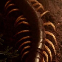 scolopendra dehaani