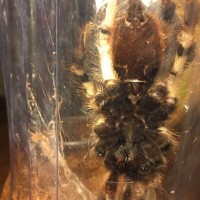 Poecilotheria formosa [ventral sexing]