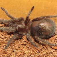 Baby Bulldozer (♀ Grammostola pulchra 2")