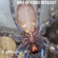 2nd P. metallica trying to sex