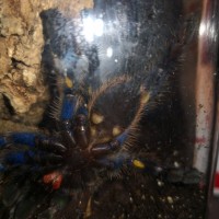 Poecilotheria metallica