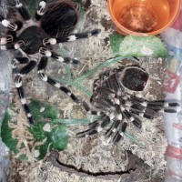 newly molted geniculata