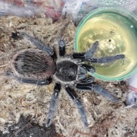 Albopilosum Honduras