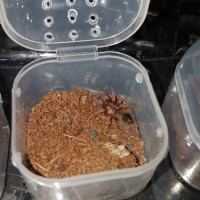 Sold as Acanthoscurria geniculata #2