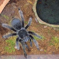 B. Albopilosum