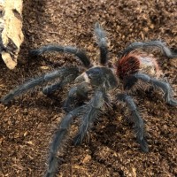 Grammostola iheringi