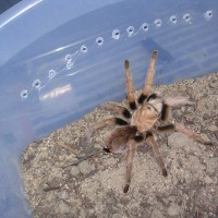 Aphonopelma chalcodes