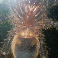 Homoeomma sp. "blue" [ventral sexing]