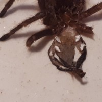 G. pulchripes