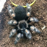 Brachypelma hamorii (EX smithi)???