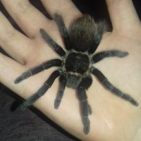 Sold as Grammostola rosea