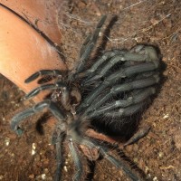 1.0 Pamphobeteus sp. ‘machala’