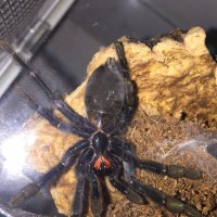 P.irminia M or F?