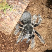 B. Albopilosum