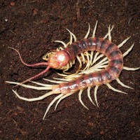 Scolopendra Gigantea Eating Molt 2