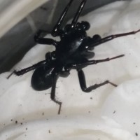 Shadow Spider of death