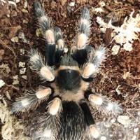 B Hamorii Newly Molted