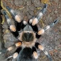 Brachypelma hamorii freshly molted