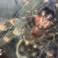 Brachypelma hamorii [ventral sexing]