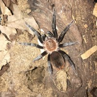 Brachypelma vagans juvie