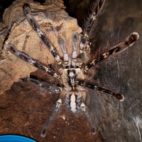 P.ornata