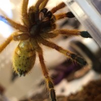 OBT M or F?